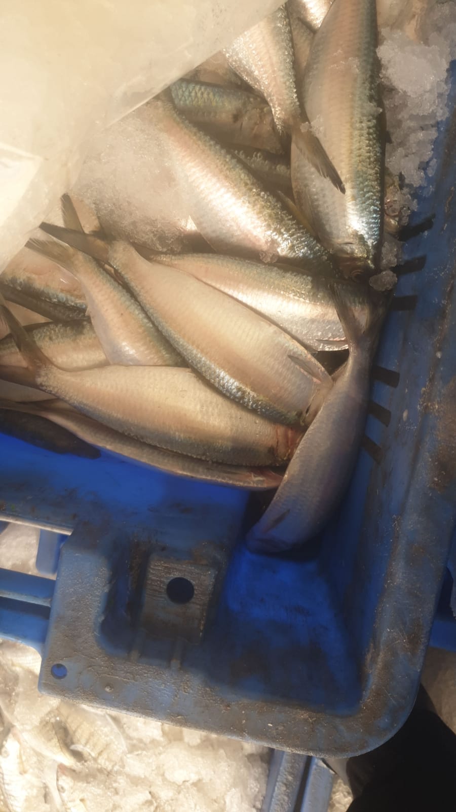 WhatsApp Image 2020-01-30 at 10.31.02 AM (1).jpeg.jpeg